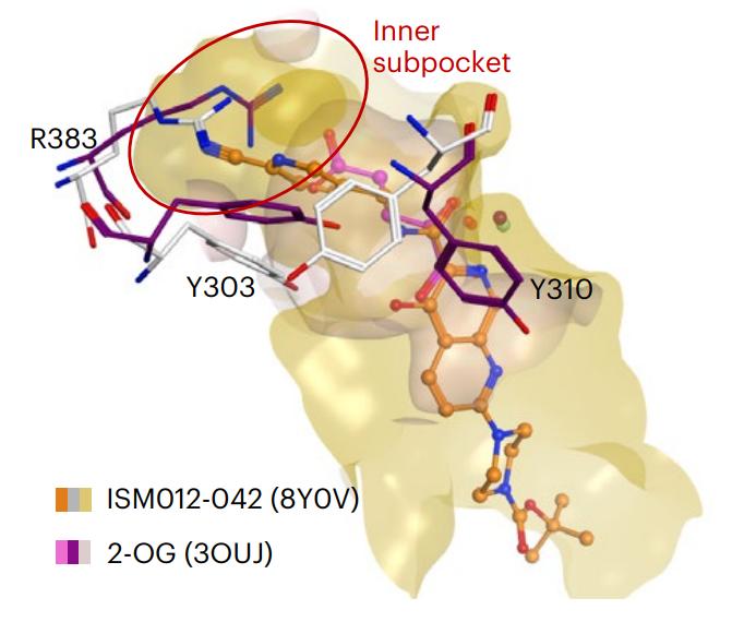 AI-Designed, Colon-Specific PHD Inhibitor for Colitis Enters Trials.jpg