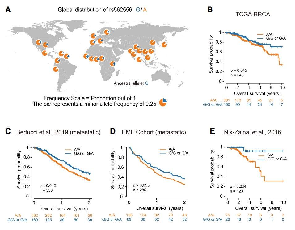 Common PCSK9 Variant Tied to Cholesterol and Worse Breast Cancer Outcomes.jpg