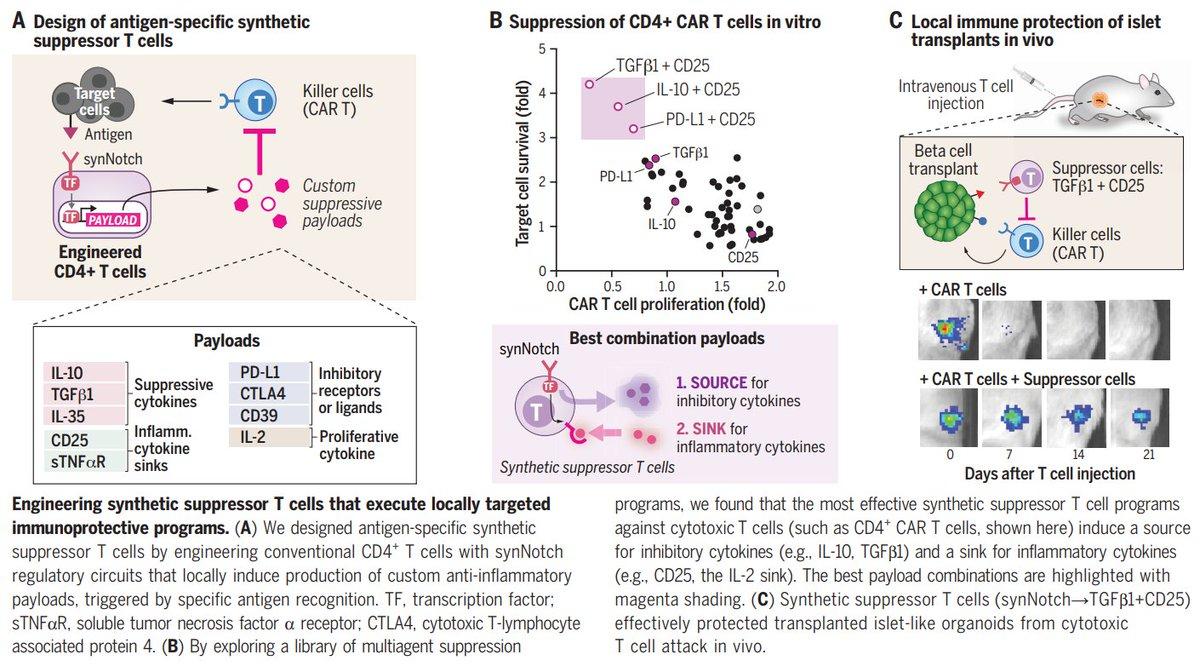 Local Immunosuppression Engineered Suppressor T Cells Prevent Rejection in Mice.jpg