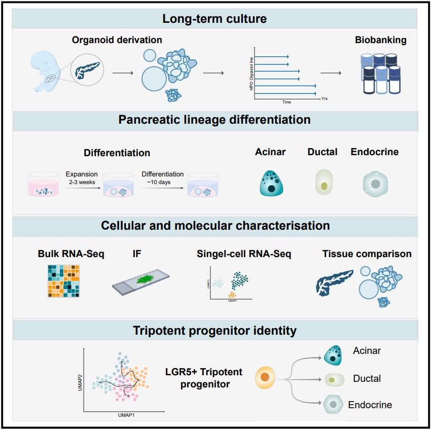 Pancreatic Organoids All Three Lineages from a Single Progenitor.jpg