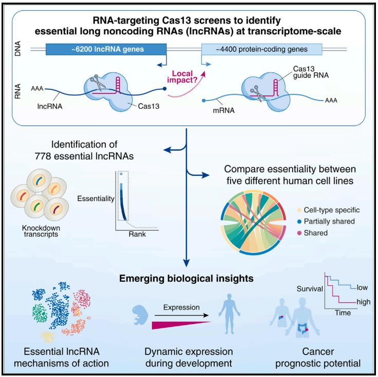 RNA-Targeting CRISPR Screens Reveal Hundreds of Essential lncRNAs.jpg